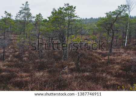 Dark spring swamp landscape in Latvia, nature concept, copy space, cloud sky