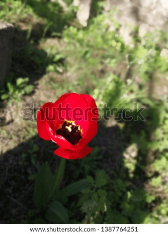 Poppy flower in the beginning of spring. 