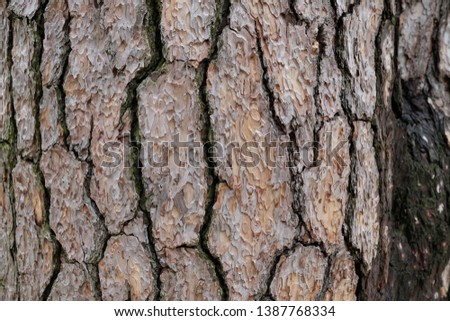 selective focus on tree bark skin