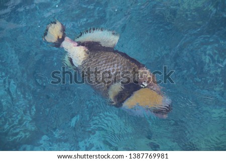 Exotic Fish swimming in Bora Bora 