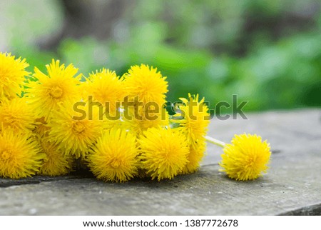bouquet of yellow flowers lying on an old wooden table, a subject flowers . Bouquet of dandelion is scattered.
In the open space

