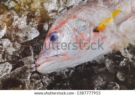 Fresh red snapper sea fish from fishery market frozen in ice piece.