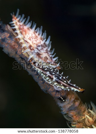 Allied cowries on whip coral