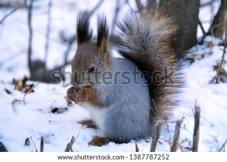 squirrel in the park eating a nut