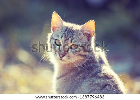 Portrait of a cat outdoors in spring