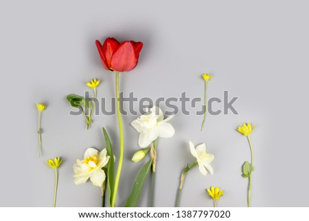 Decoration of Women's Day or Mother's Day. Frame of red tulips, narcissus, spring buttercup, on gray background with space for text. Top view, flat lay