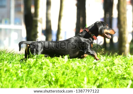 black dachshund jumping, running on the grass in summer