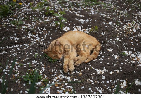 A young red cat is sleeping soundly in the garden on the ground among white petals of blossoming plum trees.