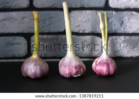 Fresh garlic. Three heads of garlic on the table on a dark background. Mill food. Harvest Food stock photography. Healthy food. food photography - Image