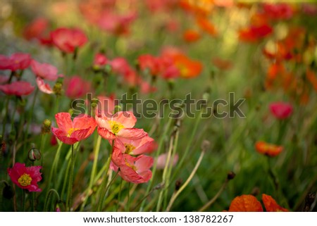 Pink and orange poppies on green field in sunny day. Also available in vertical format. 