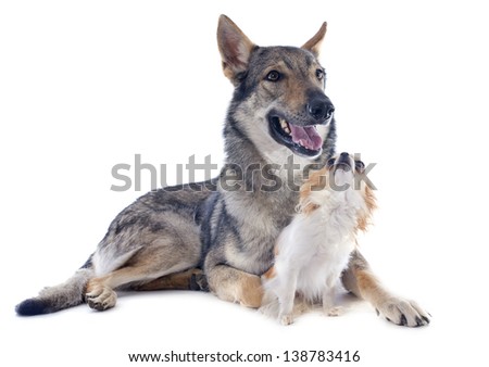 portrait of a purebred Czechoslovakian Wolfdog and chihuahua in studio
