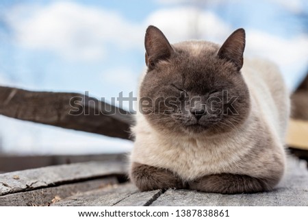 A beautiful, cute cat is sleeping hiding its paws under its chest, on old wooden boards, on a spring day, in the countryside. Close-up.
