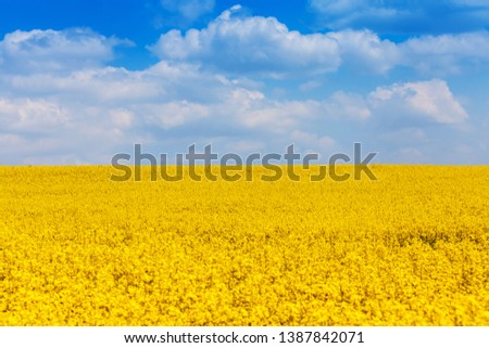 Spring field of flowering rape, Germany Royalty-Free Stock Photo #1387842071
