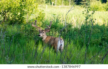 Picture of a deer in Elk Island National Park, Alberta, Canada.