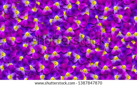 violet flowers. floral textural background. natural abstract pattern of blue and purple violets. pansy texture background