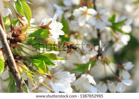 Bee fly to the flower on the tree to collect pollen. Sunny spring day. Picture was took with daylight.
