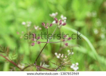 Torilis scabra (Rough hedge parsley)