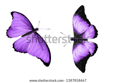indigo butterflies isolated on white background. tropical insects. template for the designer.