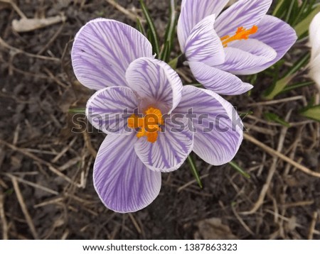 Blooming lilac striped crocuses on a gray background in the spring.