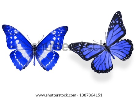 butterflies with blue wings. tropical insects. Isolated on white.
