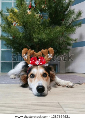 Dog Deer Horns with reindeer antlers Selective Focus Christmas Tree.