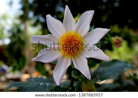 beautiful 9 petal dahlia white flower with yellow pollen and butterfly is on flower along with bee extracting flower juice, mid shot, right shot, center shot, Royalty-Free Stock Photo #1387883957