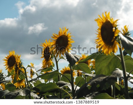 Sunflowers shining golden in midsummer
