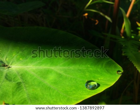 two drops of water on the surface of taro leaves