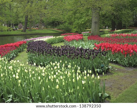 Keukenhof: tulip gardens with red, yellow, white and orange tulips and blue muscari