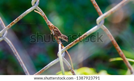 Lizard relaxing on a fence