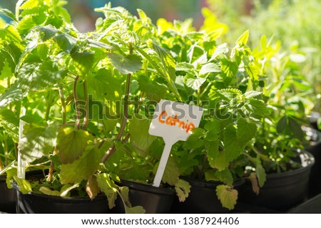 Catnip  (Nepeta cataria) for sale at an outdoor market