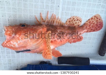 Single fresh raw red scorpionfish 