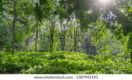 Impressive jungle view with it's beautiful greenery and sun rays through the leaves and branches on the trees. Wild scenery on a beautiful sunny day. City jungle. 