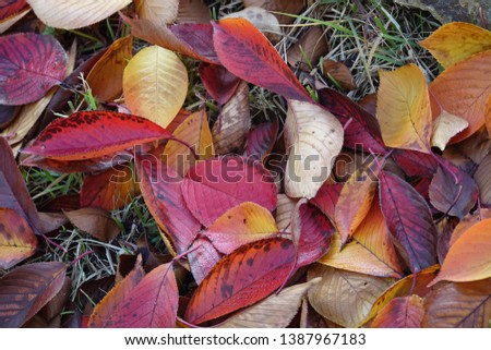 colorful fallen leaves, autumnal tints