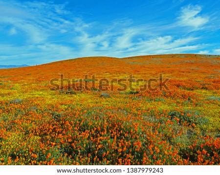 Hills of Blooming Poppies, Antelope Valley Poppy Reserve, California, April 2019