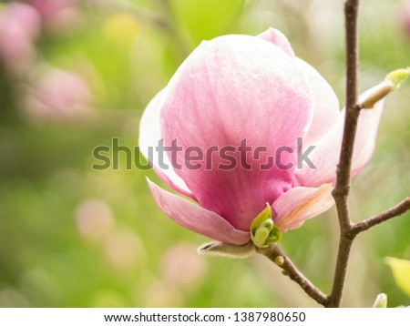 Magnolia on a blurry background.