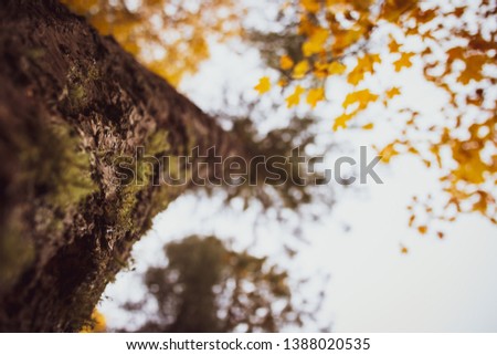 Trees of Mt Lemmon in Tucson Royalty-Free Stock Photo #1388020535