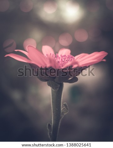 Close up of a beautiful flower  Royalty-Free Stock Photo #1388025641