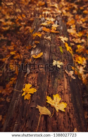 Leaves on the ground in Fall  Royalty-Free Stock Photo #1388027723