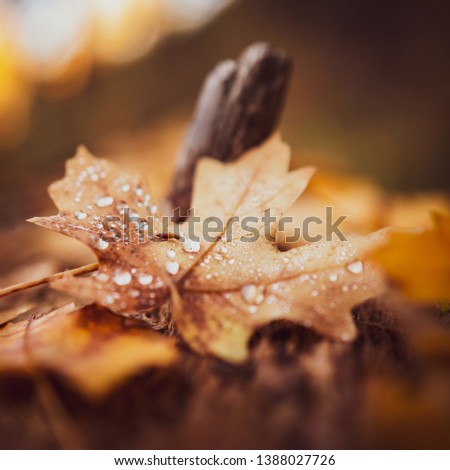 Leaves on the ground in Fall  Royalty-Free Stock Photo #1388027726