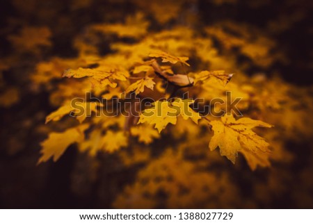 Leaves on the ground in Fall  Royalty-Free Stock Photo #1388027729