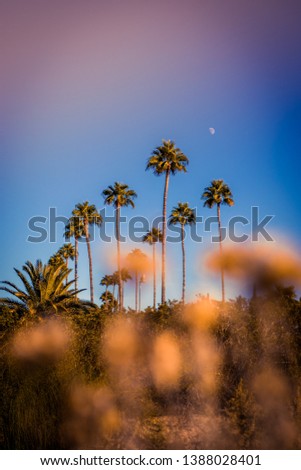 Palm Trees in the middle of a desert  Royalty-Free Stock Photo #1388028401