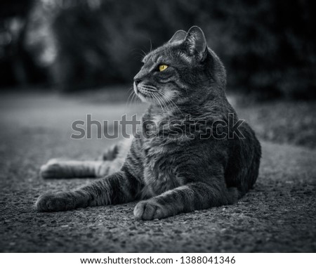 Neighborhood ally cat posing for a black and white photo  Royalty-Free Stock Photo #1388041346