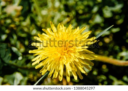 Taraxacum officinale or dandelions - yellow flower