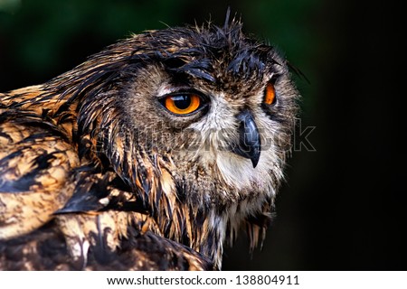 Photo closeup portrait eagle owl on green background