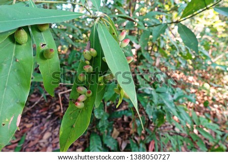gall mites infected on host plant, rain forest tree, Thailand