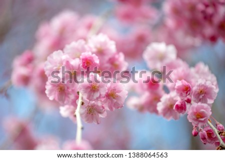 Sakura bloom in the Japanese garden