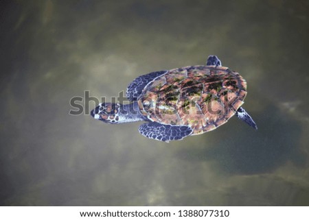 Sea turtle. / farm sea turtle little baby 2-3 months old swimming in Cultivation pond