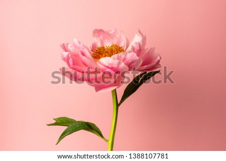 Beautiful pink peony flower on pastel pink background , miinimal style , summer color