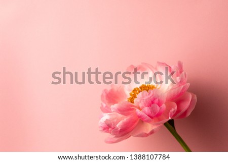 Beautiful pink peony flower on pastel pink background with copy space for your text